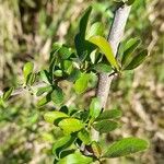 Aloysia gratissima Leaf