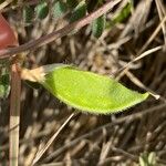 Vicia hybrida Owoc