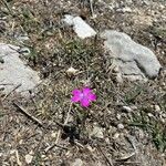 Dianthus scaber Virág