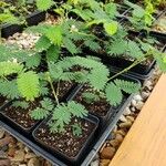 Mimosa pudica অভ্যাস