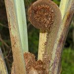 Sphaeropteris intermedia Fruit