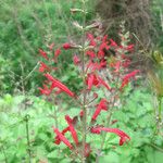 Salvia roemeriana Hábito