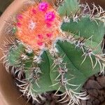 Melocactus matanzanus 花