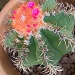 Melocactus matanzanus Blüte