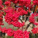 Cotoneaster coriaceusΦρούτο