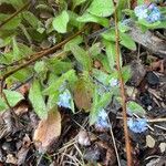 Myosotis sylvatica ഇല