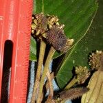 Coussapoa villosa Other