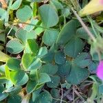 Oxalis purpurea Folha