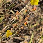 Linum volkensii Плід