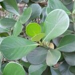 Clusia criuva Hoja