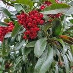 Pyracantha coccinea आदत