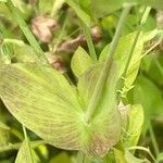 Lathyrus aphaca Blad