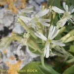 Silene andryalifolia Květ