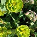 Euphorbia barrelieri Flor