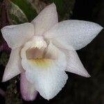 Dendrobium platygastrium 花