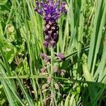 Muscari matritense Квітка