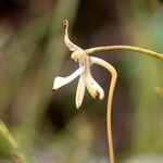 Jumellea stenophylla Virág