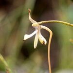 Jumellea stenophylla Flor