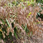 Chasmanthium latifolium പുഷ്പം
