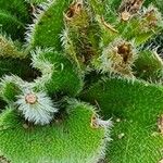Craterostigma hirsutum Hoja