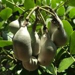 Dermatophyllum secundiflorum Fruit