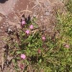 Oenothera roseaFlower