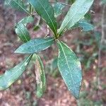 Quercus laurifolia Blad