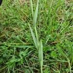 Fritillaria pyrenaica Fulla