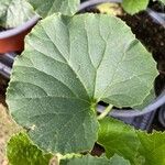 Cucumis melo Leaf