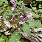 Lamium maculatumফুল