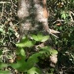 Acer monspessulanum Rinde
