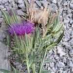 Cirsium richterianum Flower