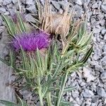 Cirsium richterianum Flor