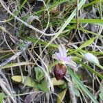 Ophrys holosericeaBlomst