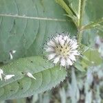 Dipsacus pilosus Кветка