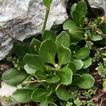 Arabis caerulea Blad