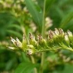 Solidago gigantea Fruit