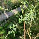 Adenocarpus complicatus পাতা