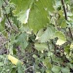 Cordia crenata Blad