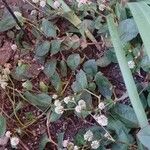 Persicaria capitata Цветок