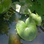 Sagittaria guayanensis Fuelha