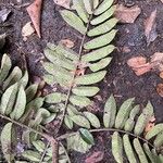 Canarium schweinfurthii Leaf
