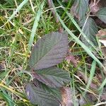 Rubus sulcatus Feuille