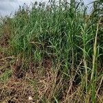 Phragmites karka Habitus