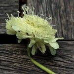 Scabiosa ochroleuca 花