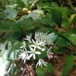 Allium ursinum Flower
