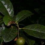 Bourreria costaricensis 果實