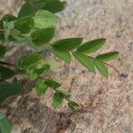 Lathyrus japonicus Likasa