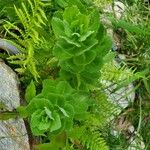 Hylotelephium spectabile Folha