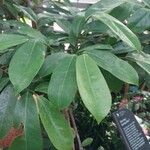 Annona muricata Folha